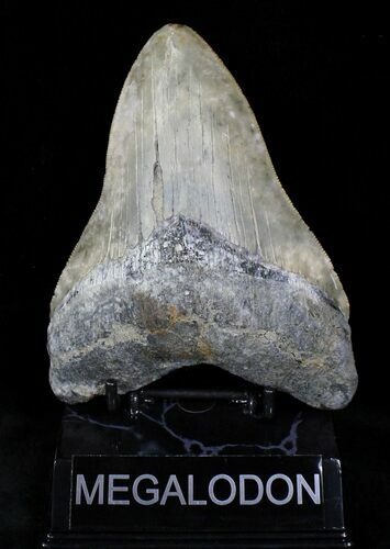 Serrated Megalodon Tooth - Summerville, SC #22647